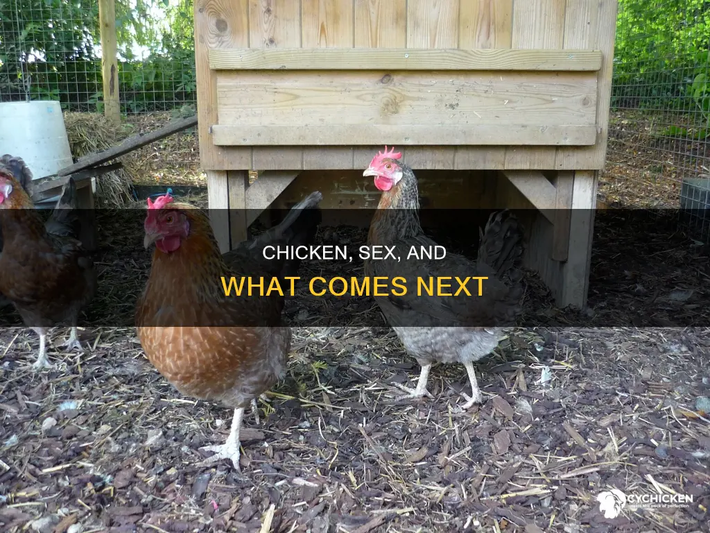 have some chicken maybe some sex see what happens