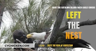 Catalina Island Bald Eagle Chicks: Leaving the Nest