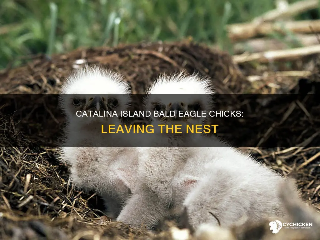 have the catalina island bald eagle chicks left the nest