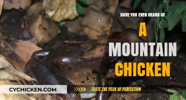 Discover the Mountain Chicken: A Surprising Amphibian You've Never Heard Of