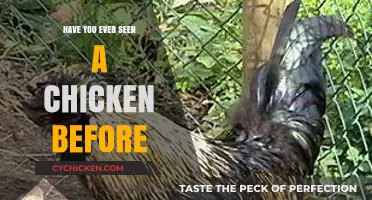 Have You Ever Seen a Chicken? Exploring the Ubiquitous Farmyard Bird