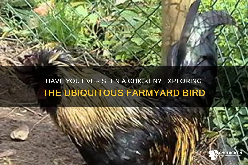 have you ever seen a chicken before