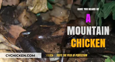 Discover the Mountain Chicken: A Unique and Endangered Amphibian Species