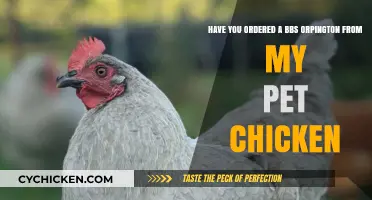 Where to Order a BBS Orpington Chicken?