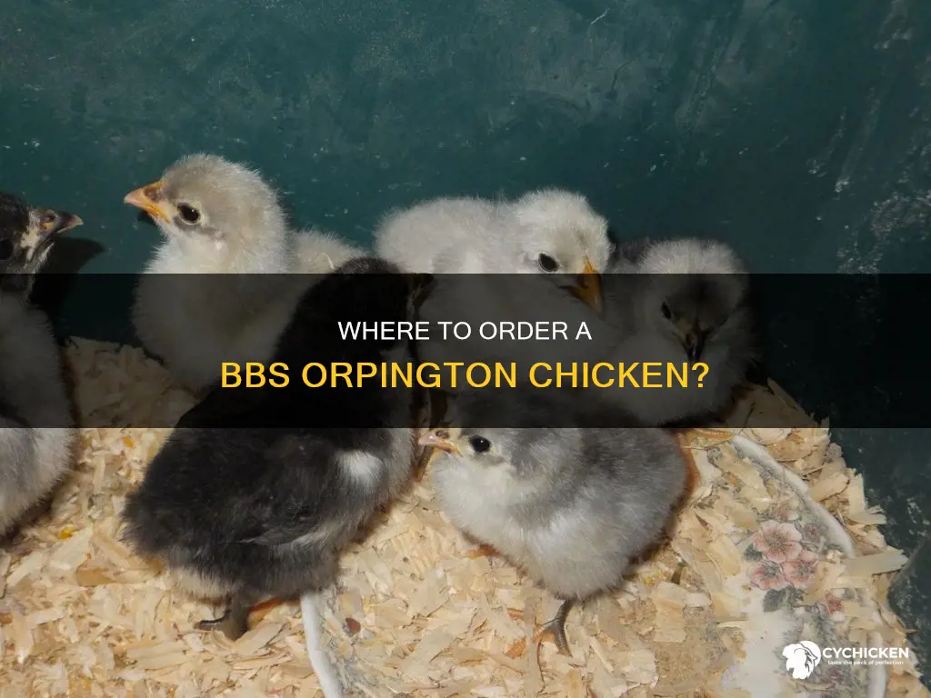 have you ordered a bbs orpington from my pet chicken