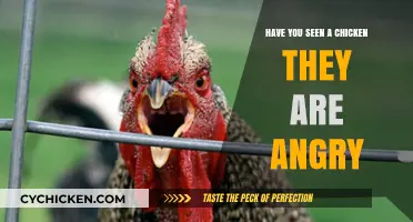Angry Chickens: Unraveling the Fierce Side of These Feathered Birds