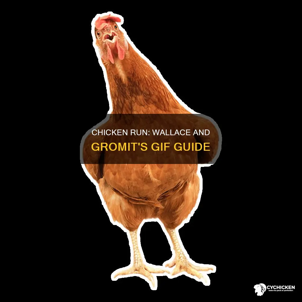 have you seen this chicken gif wallace and gromit