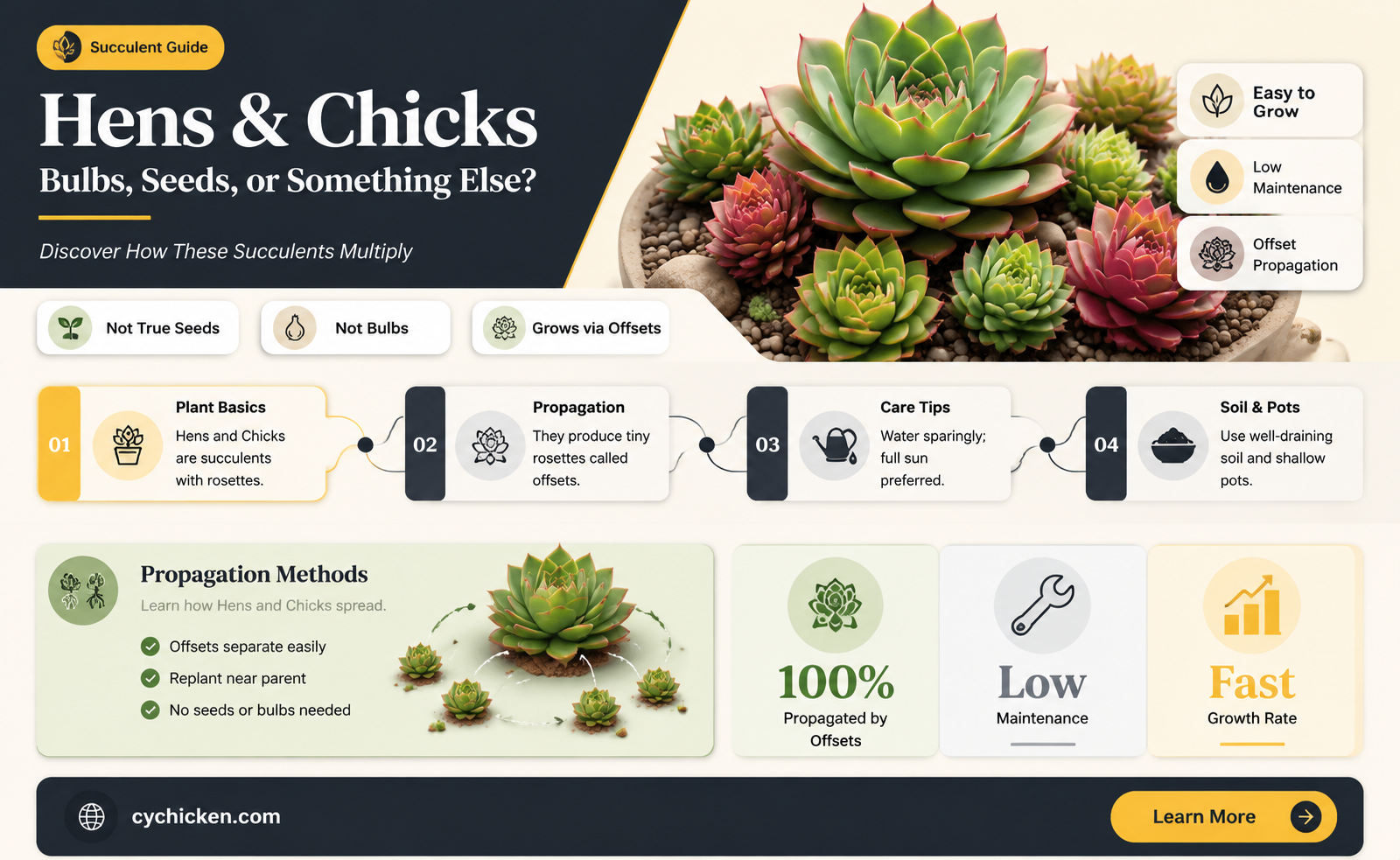 are hens and chicks bulbs or seeds