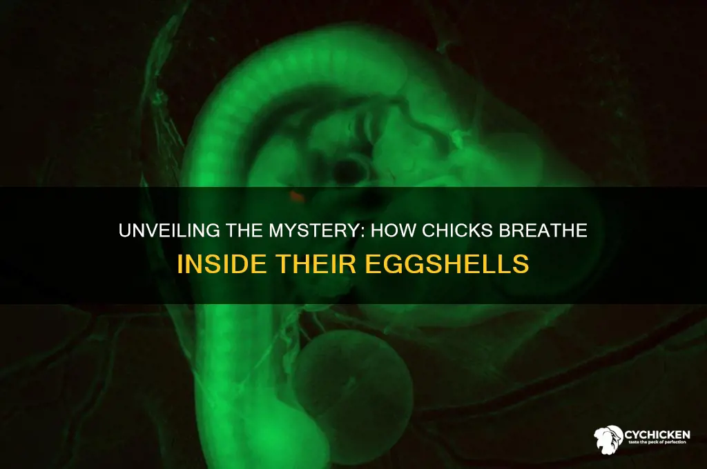 how a chick breathes inside its shell