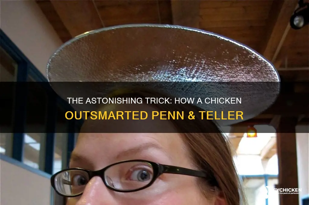 how a chicken fooled penn and teller