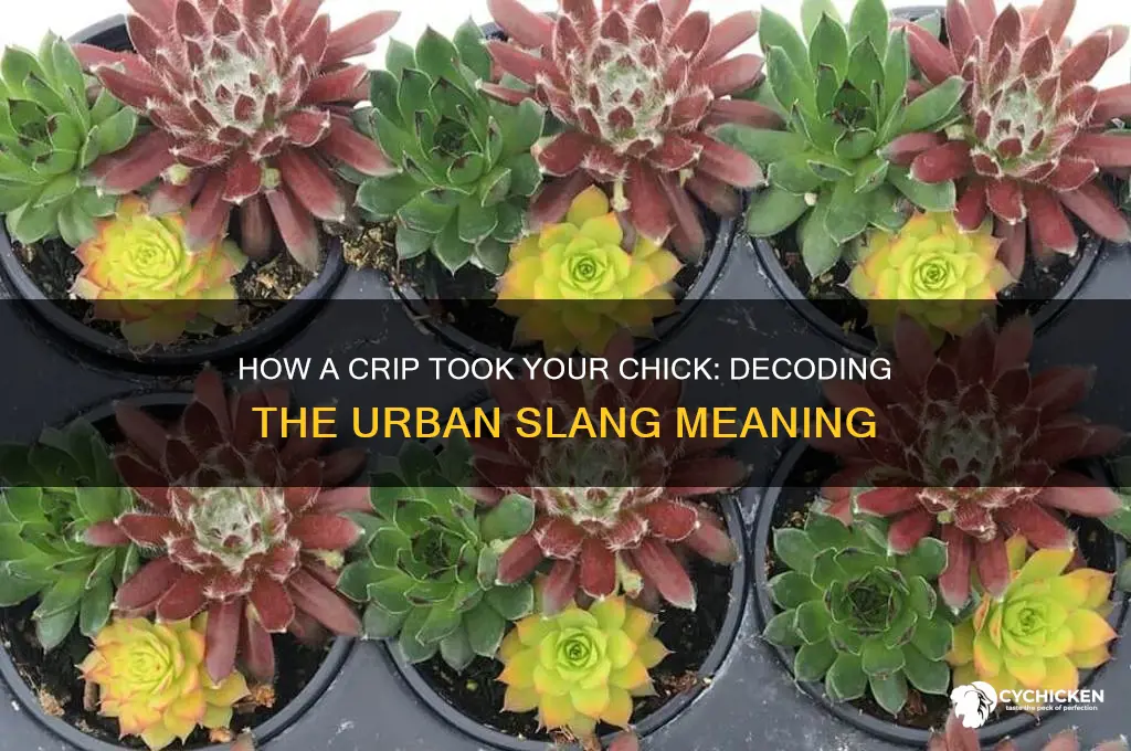 how a crip took your chick meaning