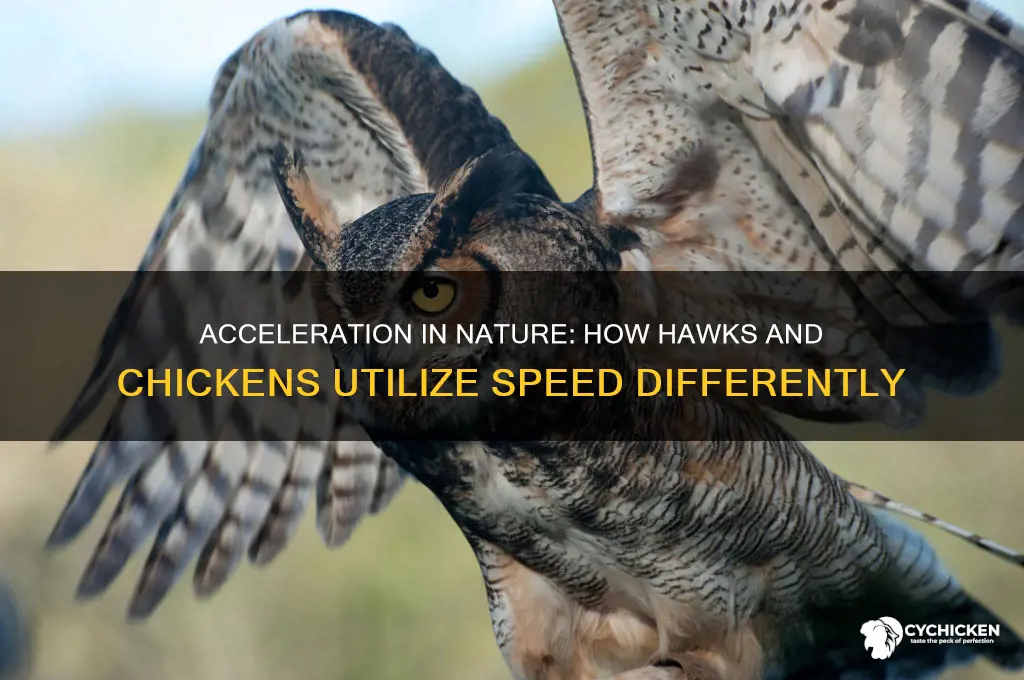 how acceleration applied to hawk and chicken