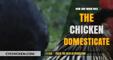 Unraveling the Ancient Origins of Chicken Domestication: A Historical Journey