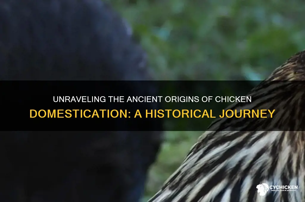 how and when was the chicken domesticated