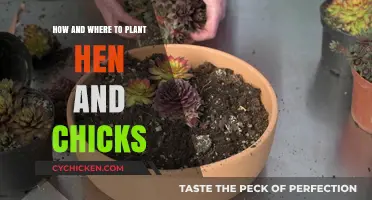 Planting Hen and Chicks: Easy Steps and Ideal Locations for Success