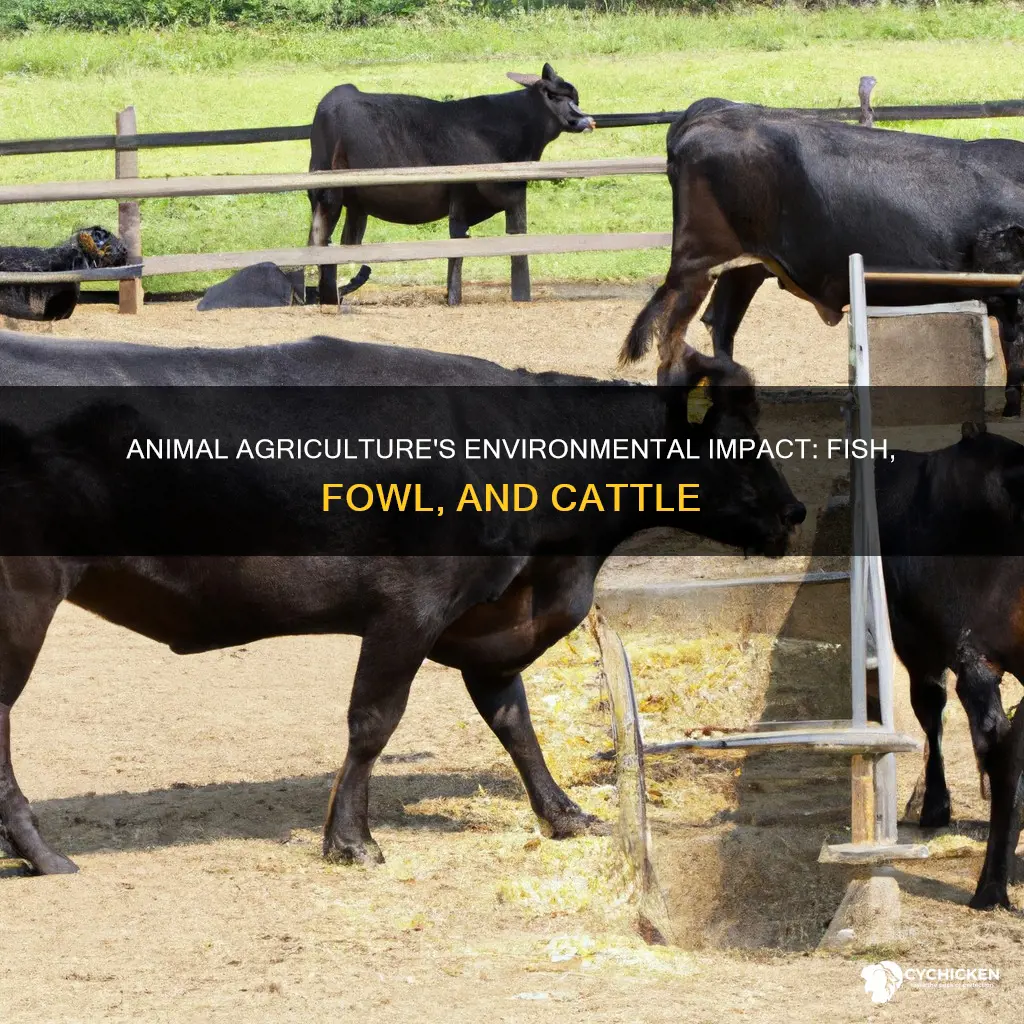 how animal agriculture affects environment comparison fish chicken cattle