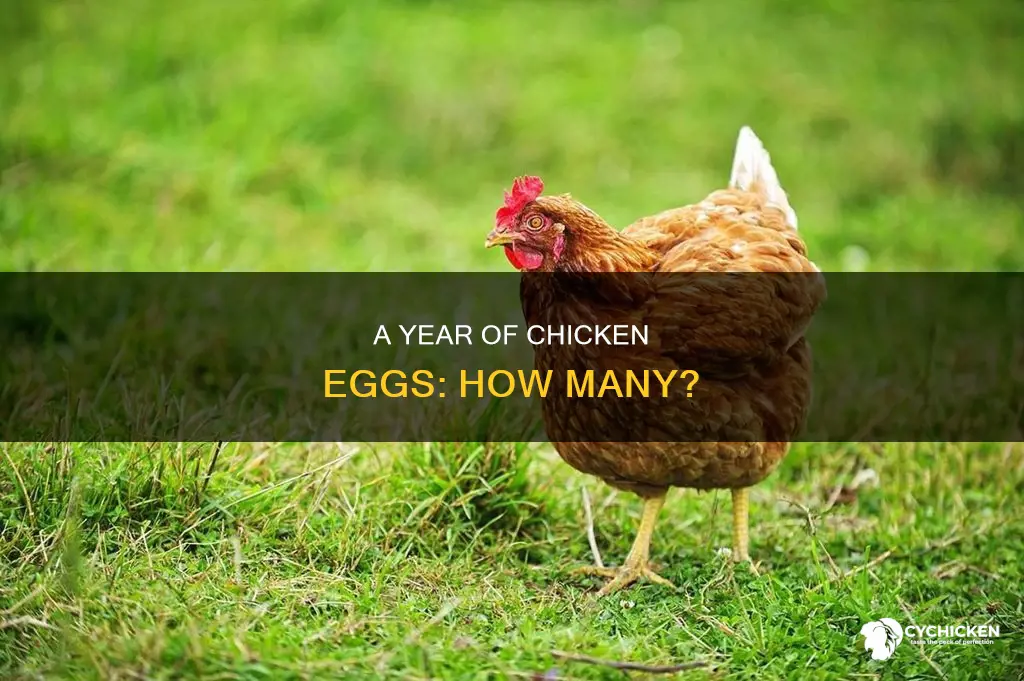 how any aggs does a chicken lay in a year