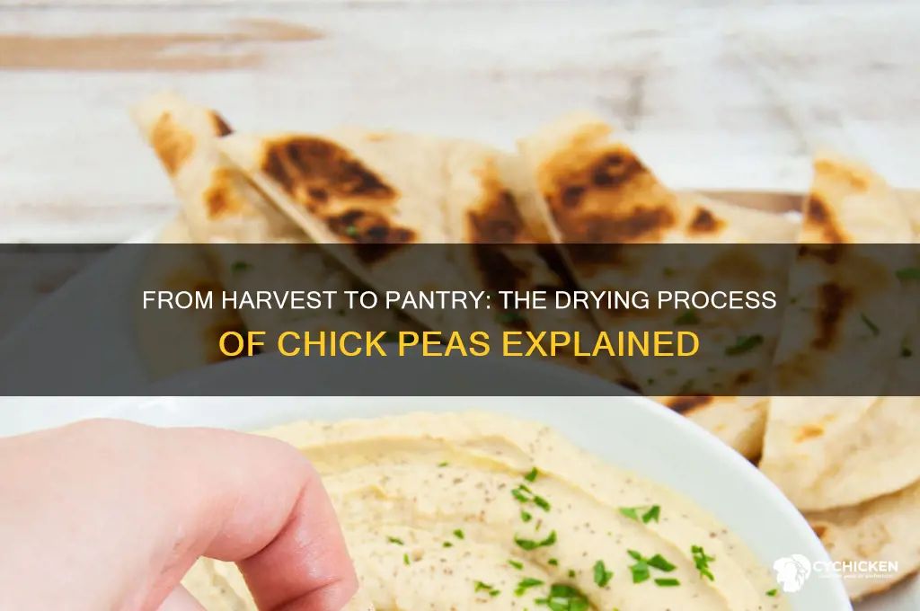 how are chick peas dried after picking