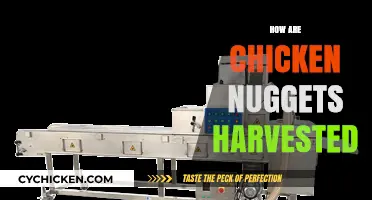 Unveiling the Surprising Process of Chicken Nugget Production