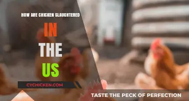 US Chicken Slaughter Methods: A Detailed Look at Processing Practices