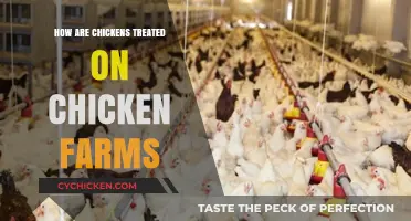 Unveiling the Truth: Chicken Farm Practices and Animal Welfare Concerns