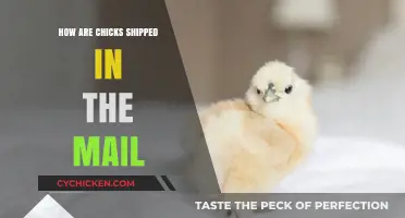 Shipping Chicks Safely: How Baby Poultry Travels Through the Mail