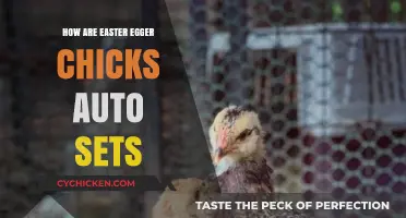 Understanding Easter Egger Chicks: Auto-Sexing Traits and Benefits Explained