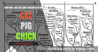 Fish, Pigs, and Chicks: Our Distant Cousins