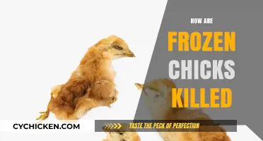 The Humane Euthanasia of Frozen Chicks: A Comprehensive Guide