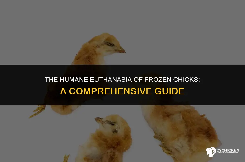 how are frozen chicks killed