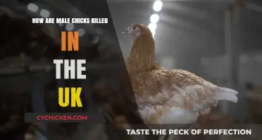 Male Chick Culling in the UK: Methods and Ethical Concerns