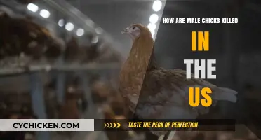 Male Chick Culling in the US: Methods and Ethical Concerns