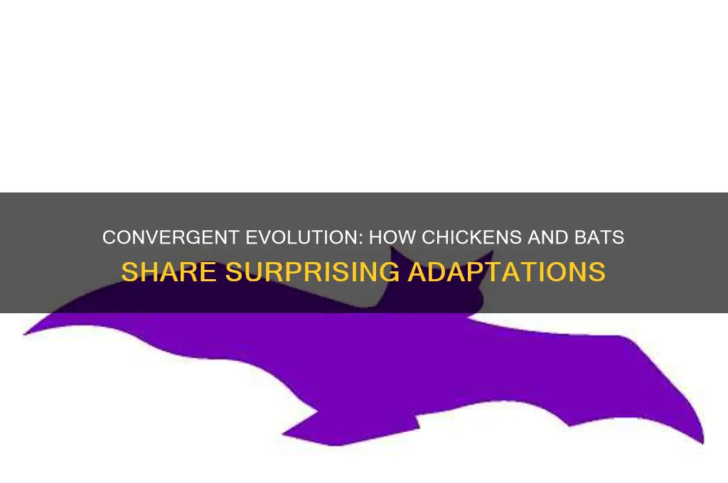 how are the chicken and the bat convergent