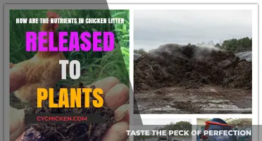 Chicken Litter: Nutrient Release for Plant Growth