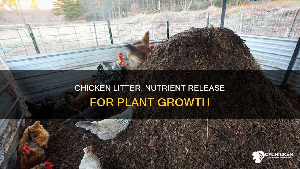 how are the nutrients in chicken litter released to plants
