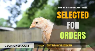 Meyer Hatchery's Chick Selection Process: How Orders Are Fulfilled