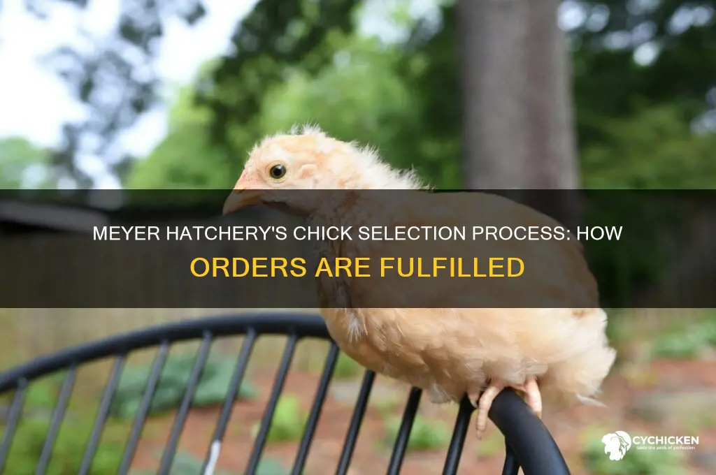 how at meyer hatchery chick selected for orders