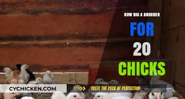 Sizing Your Brooder: Optimal Space for Raising 20 Healthy Chicks