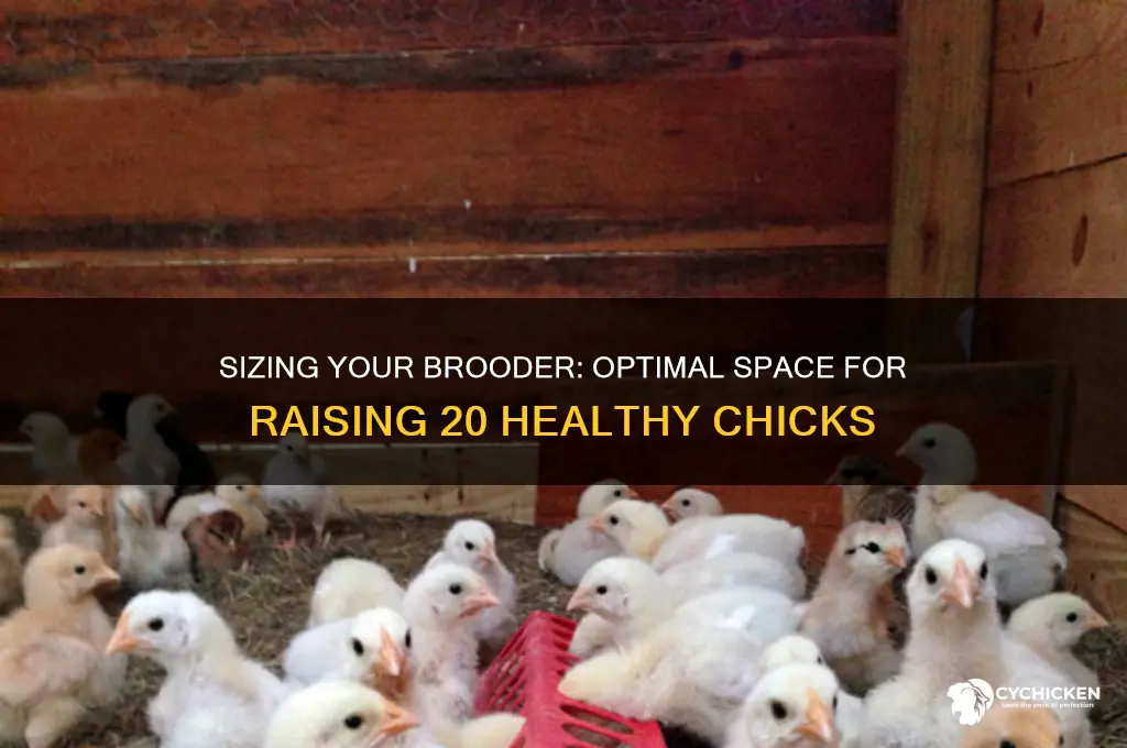 how big a brooder for 20 chicks