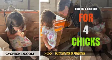 Choosing the Right Brooder Size for Raising 4 Happy Chicks