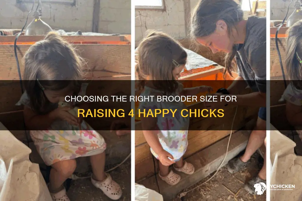 how big a brooder for 4 chicks