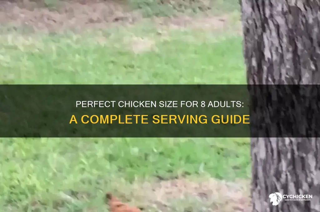 how big a chicken for 8 adults