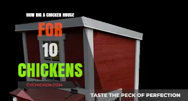 Sizing Your Chicken Coop: Ideal Space for 10 Happy Hens