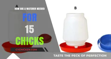 Choosing the Right Waterer Size for Your 15 Chick Flock