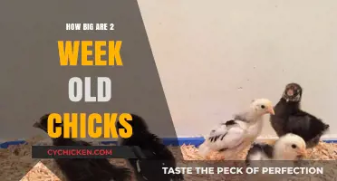Tiny Fluff: Exploring the Size of 2-Week-Old Chicks