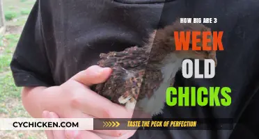 Tiny Fluff to Feathered Friends: 3-Week-Old Chick Growth Revealed