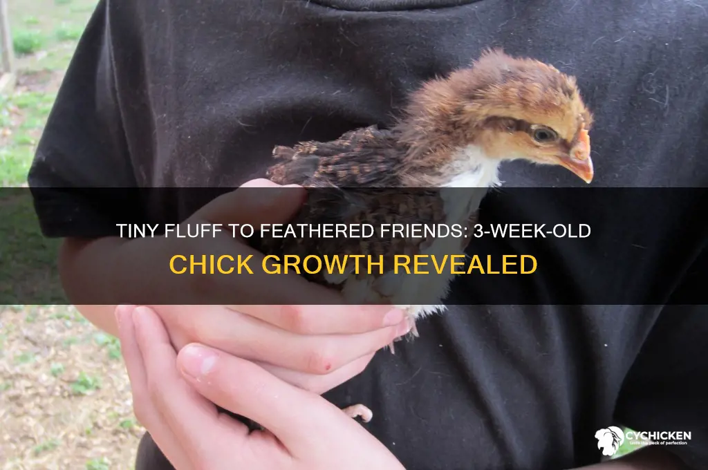 how big are 3 week old chicks
