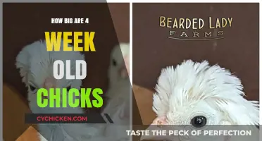 4-Week-Old Chick Growth: Size, Development, and Care Essentials