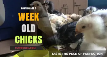 5-Week-Old Chick Growth: Size, Development, and Care Essentials