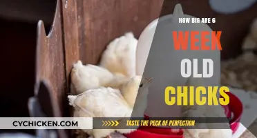 6-Week-Old Chick Growth: Size, Development, and Care Essentials